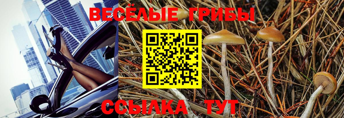 Урус-Мартан  Псилоцибиновые грибы Cubensis  Вход с VPN 