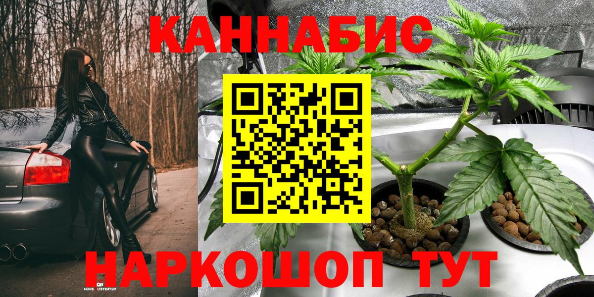 Каннабис сатива Урус-Мартан